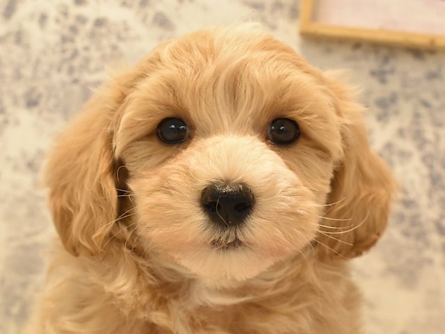 千葉県のハーフ犬 (ペッツワン幕張店/2024年2月19日生まれ/男の子/アプリコット)の子犬